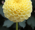 RYECROFT YELLOW ORB