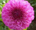 ROBANN ROYAL