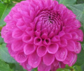 TAHOMA ALICIA