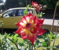 AC ROSEBUD