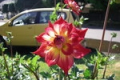 AC ROSEBUD