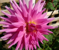 ALVAS LILAC