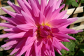 ALVAS LILAC