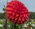 ALBERTA DAWN