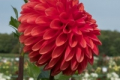 ALBERTA DAWN