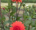 HOLLYHILL TANGERINE