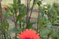 HOLLYHILL TANGERINE