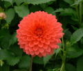 ORANGE JEWEL