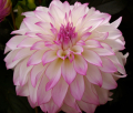 TAHOMA LIZZY