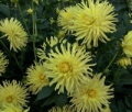 FERNCLIFF LEMON AURA