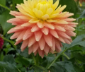 HOLLYHILL GINGERSNAP