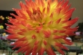 WINDHAVEN FIRELIGHT