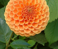 CG AMBER