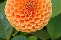 CG AMBER