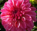 COLORADO RASPBERRY