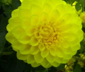 CAMANO STROLL