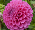 CHIMACUM KATIE