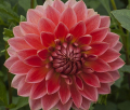 CORAL CAROL