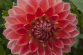 CORAL CAROL