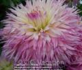 PINELANDS PRINCESS