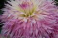 PINELANDS PRINCESS