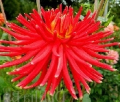 DEVON BLAZE