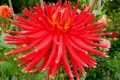 DEVON BLAZE