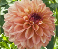 FERNCLIFF COPPER