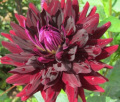 HOLLYHILL BLACK BEAUTY