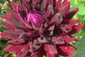 HOLLYHILL BLACK BEAUTY