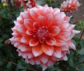 HOLLYHILL ORANGE ICE