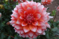 HOLLYHILL ORANGE ICE