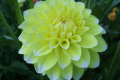 KORB YELLOW HY-LIGHT