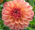 LARK'S EBBE