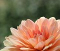 APRICOT DESIRE