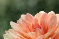 APRICOT DESIRE
