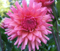 PINK BUBBLEGUM