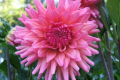 PINK BUBBLEGUM