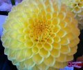 PRIMROSE DIANE