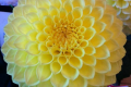 PRIMROSE DIANE