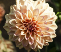 ROBANN BUTTERSCOTCH
