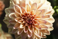ROBANN BUTTERSCOTCH