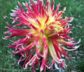 SANDIA COMANCHE