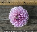 MALTBY PEARL