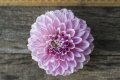 MALTBY PEARL