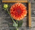 ORANGE SYMPHONY