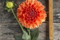 ORANGE SYMPHONY