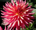 SANDIA ECHO