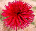 URCHIN