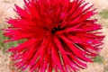 URCHIN